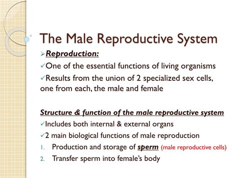 Functions Of Male Reproductive System - Male Reproductive System ...