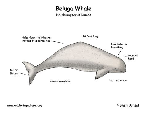 Whale (Beluga)