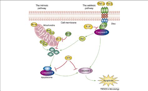 The apoptosis pathway. Apoptosis is activated by intrinsic and ...