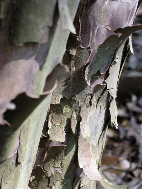 The Lazy Shady Gardener: Bark: Texas Persimmon