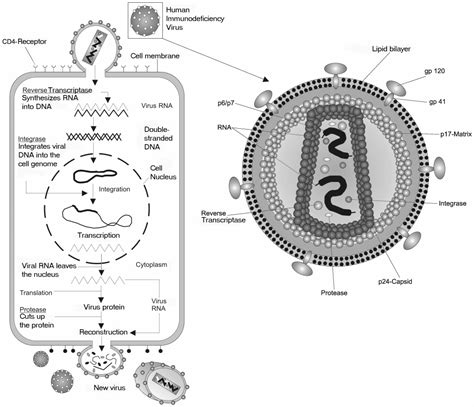 Retrovirus - Retrovirus - abcdef.wiki