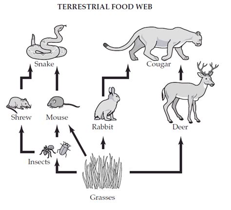 #35 Terrestrial Food Web - Passnownow