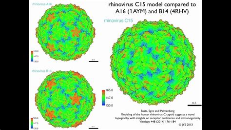 47+ Listen von Rhinovirus Structure Rhinovirus Diagram? Learn and reinforce your understanding ...