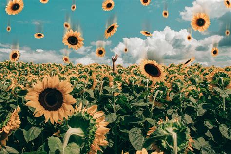 Aesthetic Sunflower Computer Wallpapers - Top Free Aesthetic Sunflower Computer Backgrounds ...