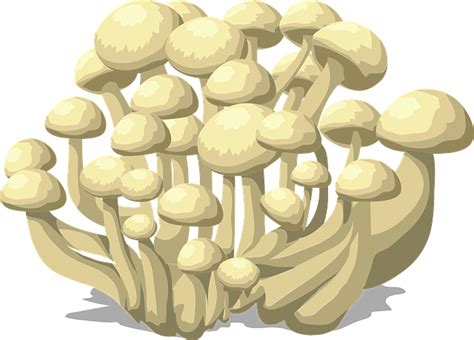 Free vector graphic: Mushrooms, White, Fungus, Fungi - Free Image on Pixabay - 575478