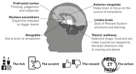 Stress and sugar = addiction - Food for the Brain