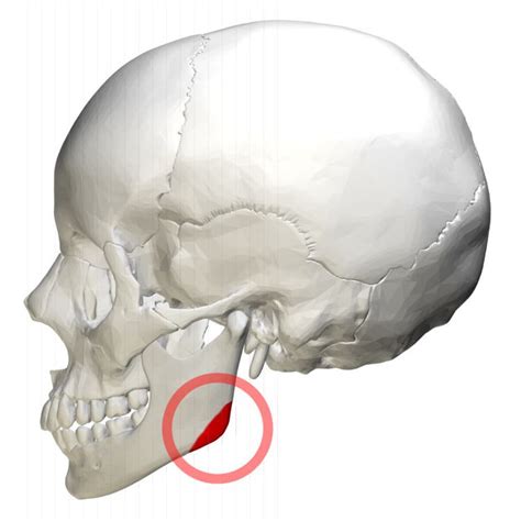 Angle of the mandible - Alchetron, The Free Social Encyclopedia