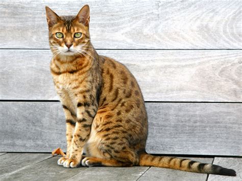 The 10 Largest Domesticated Cat Breeds