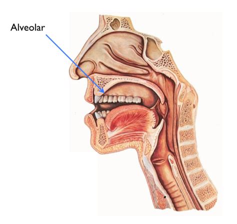 Place of Articulation | FREE Pronunciation E-Course | The Mimic Method