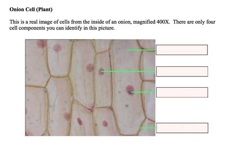 Onion Cells 400x