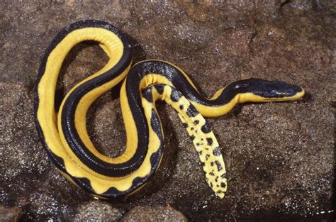 Yellow-bellied Sea Snake Facts and Pictures