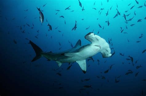 720P Free download | Baby Hammerhead Sharks HD wallpaper | Pxfuel