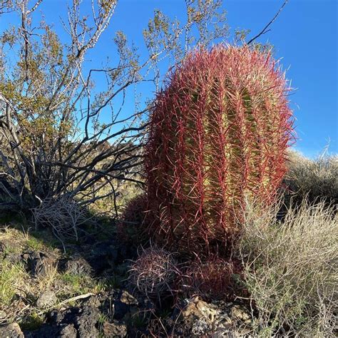 Desert Barrel Cactus - A Majestic Sight in the Mojave Desert