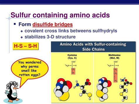 PPT - CH. 5 Macromolecules: part 2-proteins & nucleic acids PowerPoint ...