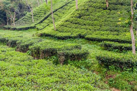 Tea Gardens Near Srimangal, Banglade Stock Photo - Image of sreemangal ...