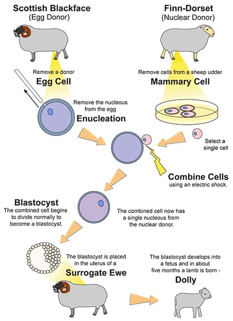 Cloning Dolly | Ask A Biologist