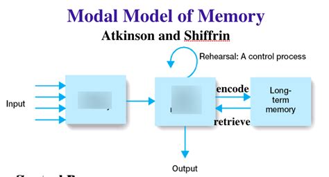 Diagram of Modal Model of Memory Atkinson and Shiffrin | Quizlet