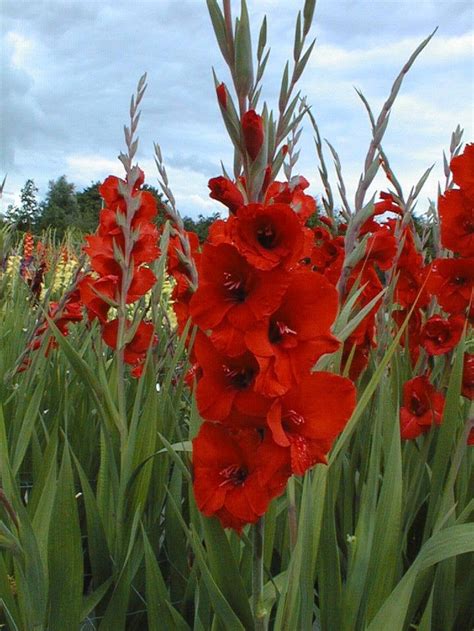 40 best Gladiolas Rojas images on Pinterest | Gladioli, Gladiolus and ...