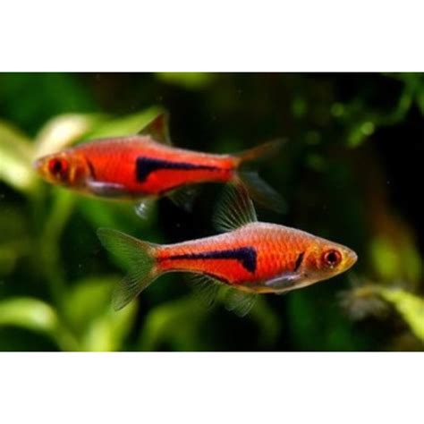 Lambchop Rasbora | Hollywood Fish Farm Online