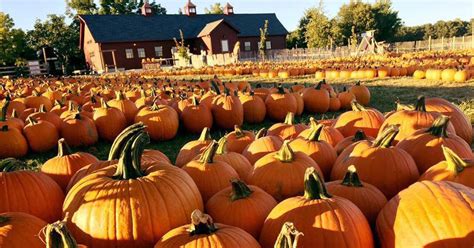 The Best Pumpkin Patches Near Me — Here's Where You Need to Go