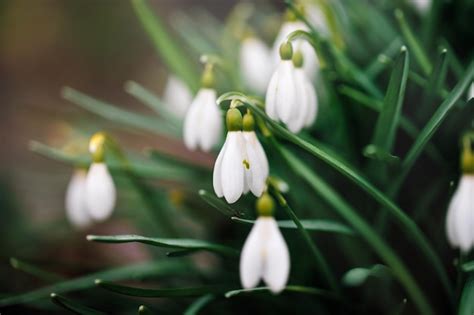 Premium Photo | White snowdrops flowers in garden or forest spring snowdrops bloom