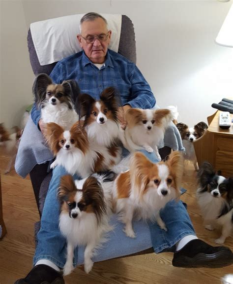 MCK Papillons – Minnesota Papillon Breeder – North Branch, MN ...