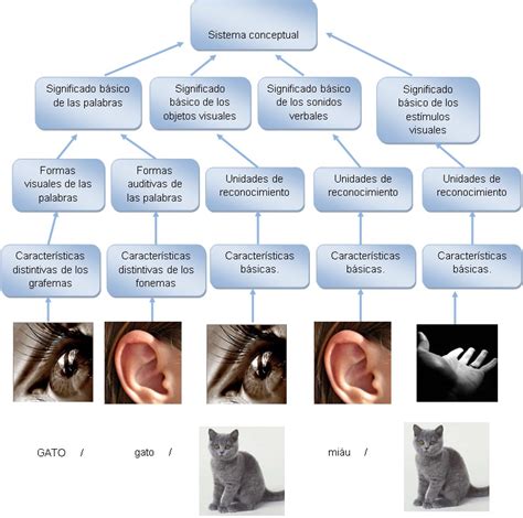View Mapa Conceptual De Los 5 Sentidos Pictures - Wajo