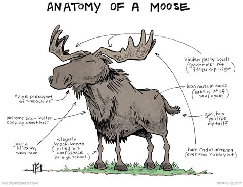 Moose Anatomy Diagram