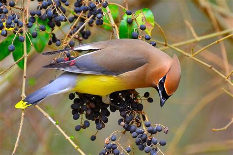 Cedar Waxwing Migration: Where Do Waxwings Go in Winter? | Cedar ...