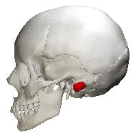 CE4RT - X-ray Positioning of the Mastoid Process for Radiologic Techs