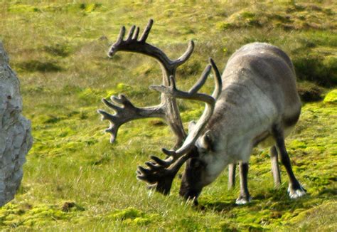 Reindeer of the Arctic, Facts and Adaptations - Rangifer tarandus, also ...