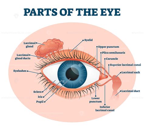 Parts Of Eye With Diagram The Eye