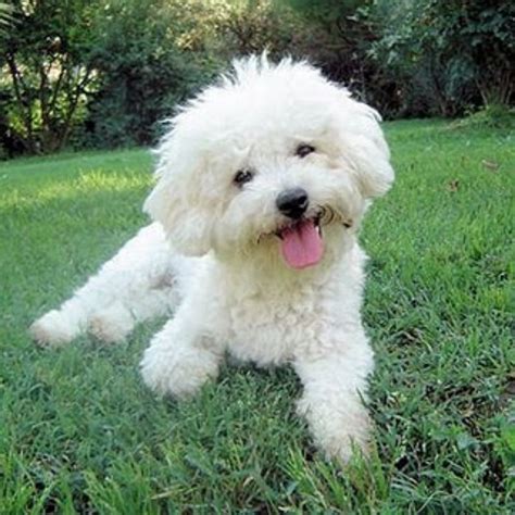 Bichon Frise Dog Breed Information, Images, Characteristics, Health