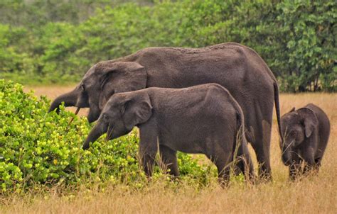 Loango National Park, Gabon - The Travel Blog