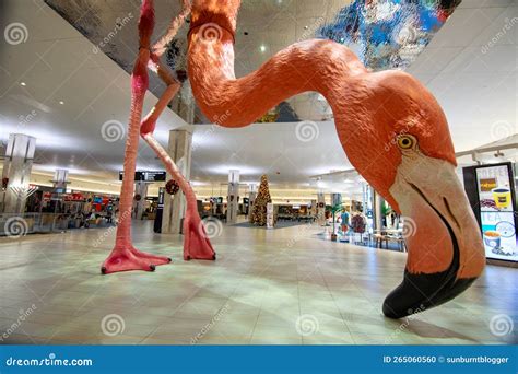 Tampa airport flamingo editorial image. Image of pretty - 265060560