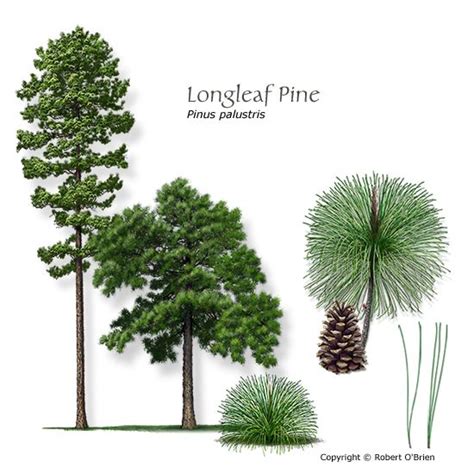 116 best Longleaf Pine images on Pinterest | Pine cones, Pinecone and ...