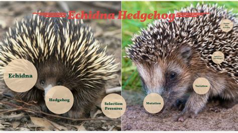 Echidna + Hedgehog by Leon Huggies on Prezi