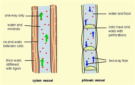 AP Biology for Dummies: Phloem & Xylem