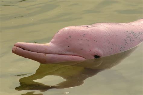 Meet the Pink Freshwater Dolphins that Hunt Piranhas in the Amazon ...