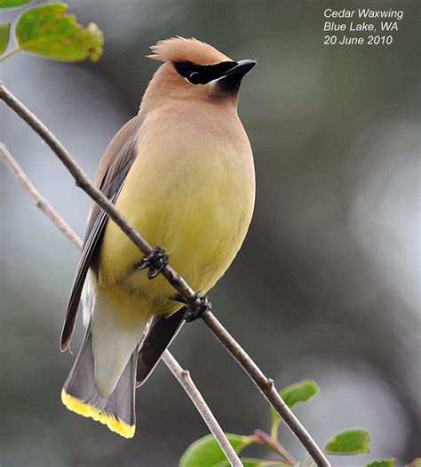 Northwest Nature Notes: WAXWINGS, THE SMOOTHEST BIRDS