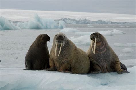 Walrus Habitat and Distribution - Animal Facts and Information | Walrus, Mammals, Sea animals