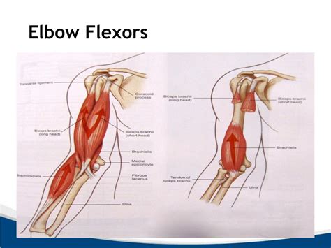 PPT - Elbow Anatomy and Biomechanics PowerPoint Presentation, free ...