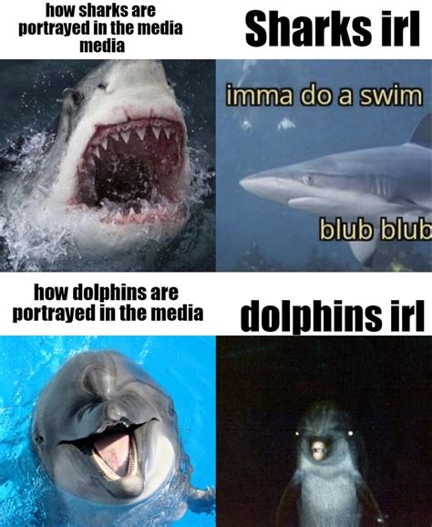 The best Dolphin memes :) Memedroid