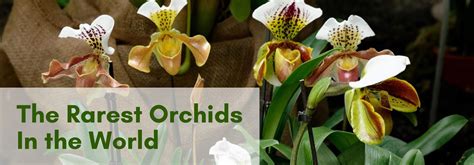 The Rarest Orchids in the World | Viva Orchids