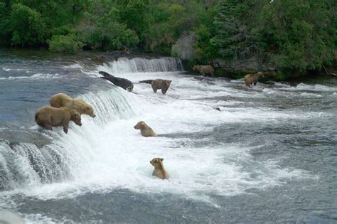 Brooks Falls; Katmai National Park; Alaska Bear Viewing Tour 2D