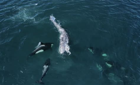 Orca Vs Blue Whale