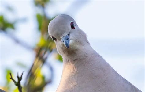 Coburg Lark Pigeon: History | Breeding | Everything You need to know: