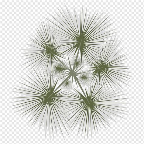 White dandelion illustration, Tree Arecaceae, tree top view, symmetry, data, tree png | PNGWing