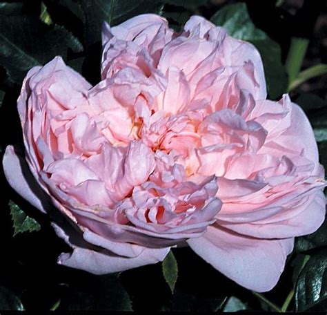 Fragrant Masterpiece Heirloom Rose | Heirloom roses, Shrub roses, Fragrant roses