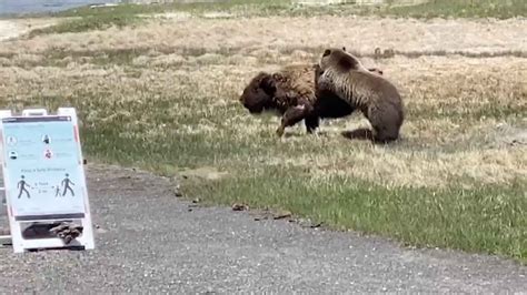 Bear And Bison Fight At Yellowstone National Park